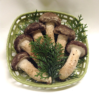 松きのこの画像